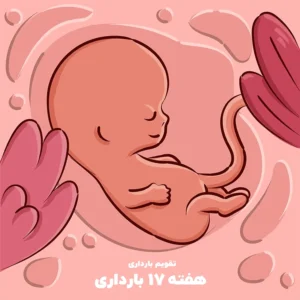 هفته هفدهم بارداری