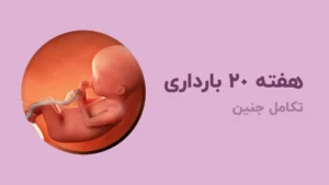 هفته بیستم بارداری