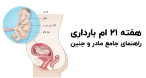 راهنمای کامل هفته بیست و یکم بارداری